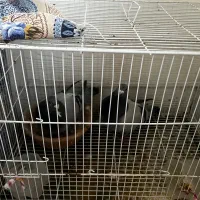 کفتر مسافتی