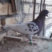 سر سرخ کلایی