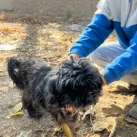 سگ پا کوتاه پشمالو