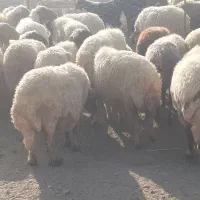 گله میش و بره ..گوسفند ابستن|حیوانات مزرعه|رومشکان, |دیوار