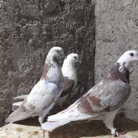 کبوتر گرفتنی