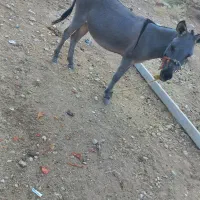 الاغ|حیوانات مزرعه|منج, |دیوار