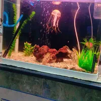 آکواریم سه بعدی 80سانتی|گل و گیاه طبیعی|خاش, |دیوار