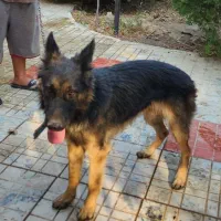 ژرمن شپر اصیل نر