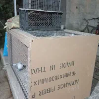 لانه کفتر