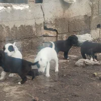 توله سگ|سگ|سنگدوین, |دیوار