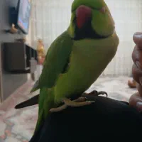 طوطی ملنگو ۲.۵ ساله نر