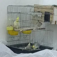 عروس هلندی مولد