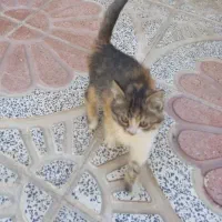 واگذاری گربه کالیکو|گربه|شیراز, شاهجیان|دیوار