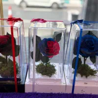 رز جاودان|گل و گیاه طبیعی|تهران, فدک|دیوار