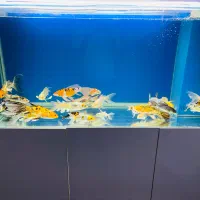 ماهی کوی|ماهی|اصفهان, مولوی|دیوار