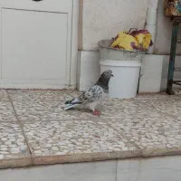 کفتر