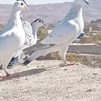 کبوتر رنگه  نرقلدور پرشی (ارسال دارم)|پرنده|تربت‌حیدریه, بهزیستی|دیوار