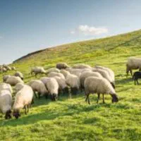 قدیمی ترین گوسفند فروشی در اسلامشهر