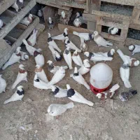 کبوتر طوقی