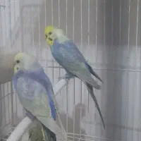 مرغ عشق رینبو اورجینال|پرنده|بیرجند, |دیوار