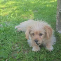 سگ شیتزو سه ماهه|سگ|بندر دیر, |دیوار