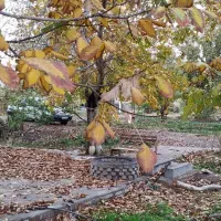 فروش یه قطعه باغ واقع در منطقه تورامین در ایلخچی