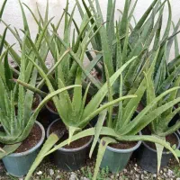 فروش ویژه آلوئورا سطل ۴|گل و گیاه طبیعی|کوچصفهان, |دیوار