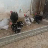 مرغ و خروس کوشین|حیوانات مزرعه|آزادشهر, |دیوار