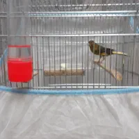 قفس غلامی در دوسایز