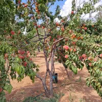 ملک کشاورزی