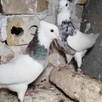 طوقی هفرنگ طوقی زرد کله زرد سرخ