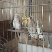 عروس هلندی|پرنده|محلات, |دیوار