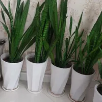 سانسوریا مناسب برای قلمه زدن