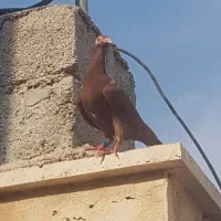 سرخ|حیوانات|برازجان, |دیوار