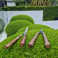 هرس کاج لاوسون