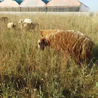 گوسفند و بره