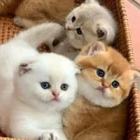 بچه گربه اسکاتیش|گربه|تهران, جنتآباد جنوبی|دیوار