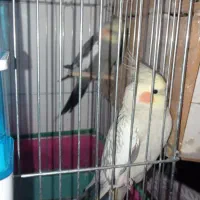 عروس هلندی  ماشین دره شهر|پرنده|دره شهر, |دیوار