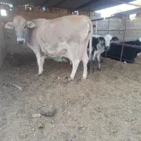 گاو گوساله کوهبنان