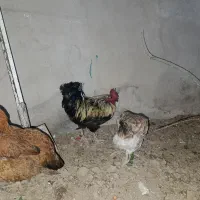 چهار عدد مرغ و یک خروس|حیوانات مزرعه|اسلام‌شهر, مظفریه|دیوار