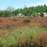 انجام کلیه موارد باغبانی و طراحی سه بعدی|خدمات باغبانی و درختکاری|صومعهسرا, |دیوار