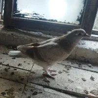 دوتا جوجه گم شده|پرنده|اردبیل, |دیوار