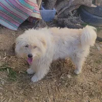 سگ شیتزو|سگ|یاسوج, |دیوار