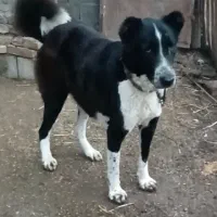 سگ قهدرجانی