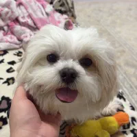 سگ شیتزو|سگ|مراغه, |دیوار