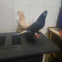 کبوتر دمسفید دمسیاه طوقی