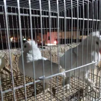 کبوتر|پرنده|قم, ولیعصر|دیوار