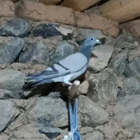 کبوتر مسافتی