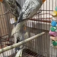 عروس هلندی|پرنده|نسیمشهر, |دیوار