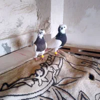 طوقی|پرنده|ملکان, |دیوار