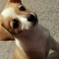 واگذاری سگ میکس اشپیتزوبچه گربه یه چشمش تخلیه شد|سگ|کرج, کوی کارمندان جنوبی|دیوار