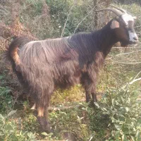 فروش ۲ عددبز ماده|حیوانات مزرعه|سیاهکل, |دیوار