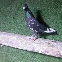 کبوتررامپوری