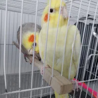 یک جفت عروس هلندی و یک جفت کوتوله